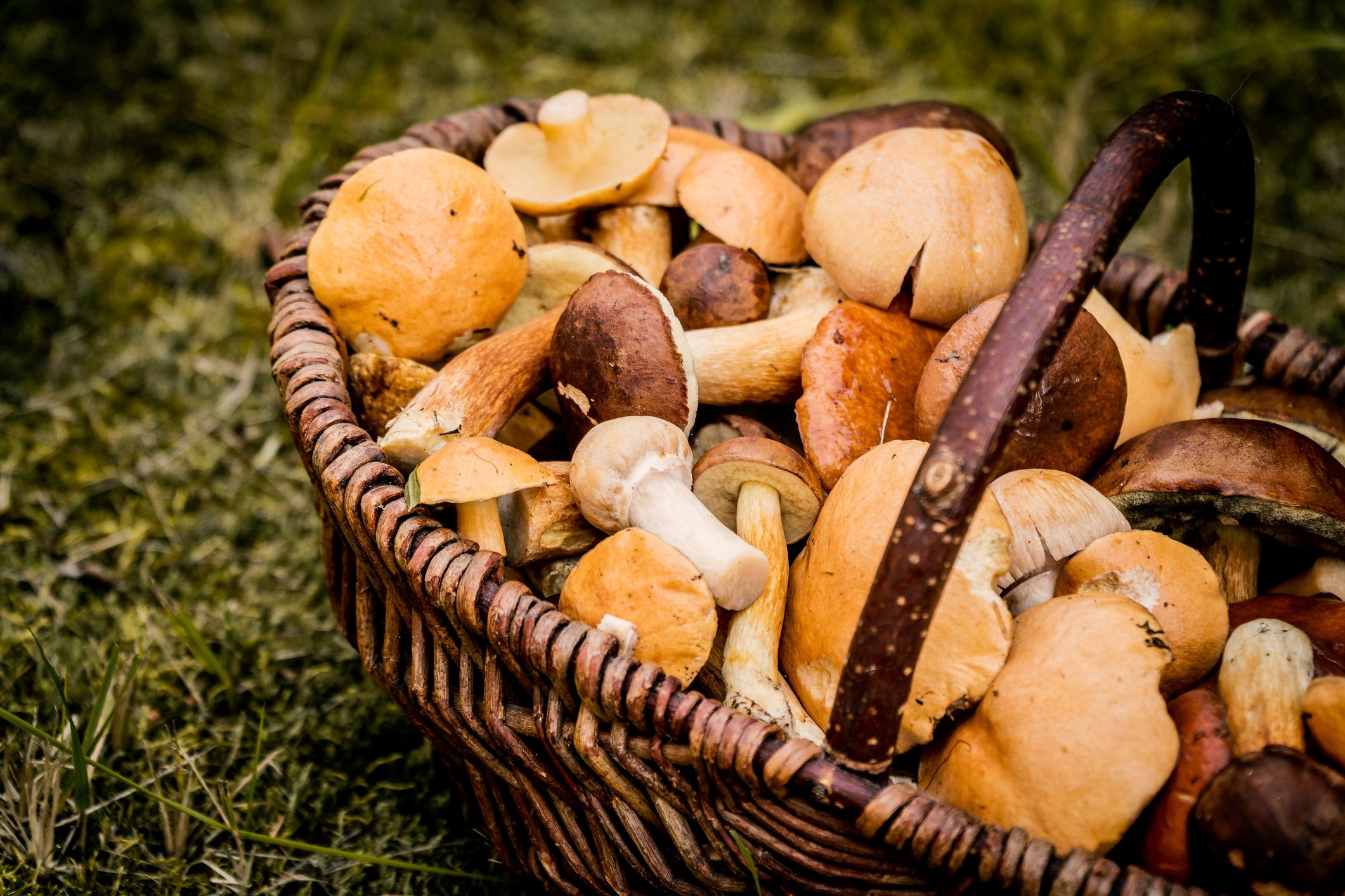 cesto pieno di funghi